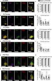 Frontiers | The transcription factor VAX1 in VIP neurons of the  suprachiasmatic nucleus impacts circadian rhythm generation,  depressive-like behavior, and the reproductive axis in a sex-specific  manner in mice