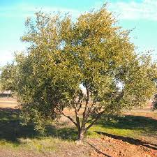 The tree with the yellow leaves had two olives.but i'm hoping that is it. Large Olive Trees For Sale In California 530 524 8780