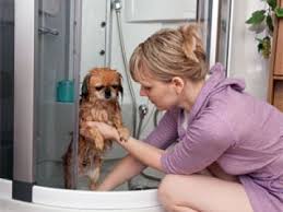 Pin On Dogs Heat Cycle