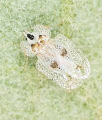 Image result for Dichaetanthera corymbosa