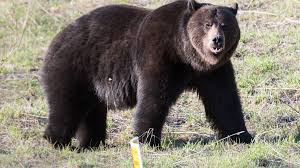 10 bears players to watch during saturday's preseason opener vs. Grizzly Killed During Investigation Of Bear Attack Near West Yellowstone