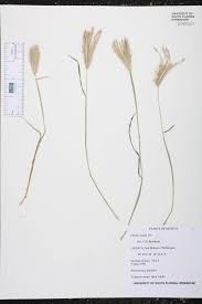 Image result for Chloris virgata