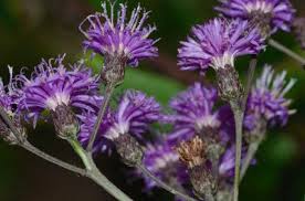 Image result for Vernonia jelfiae