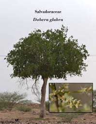 Image result for Dobera