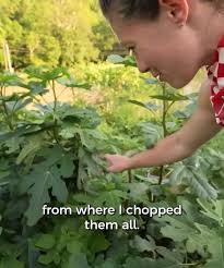 Animals Have A Lot to Teach Us 🐕 #farming #dogs #usa