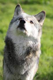 Wolf Looking Up Portrait A Beautiful Northwestern Wolf Looking Upwards Portrait Ad Portrait Wolf Beautiful Wolf Nort Wolf Photos Animals Cat Pose