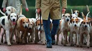 Can you buy bird dogs in stores. Top 10 Hunting Dog Breeds Howstuffworks