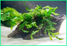 Selain untuk menambah nilai estetika jenis ini sering ditempatkan di area background dan midground akuarium. 16 Jenis Tanaman Aquascape Yang Mudah Perawatannya Ekor9 Com Ekor9 Com