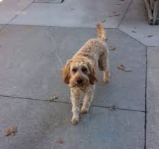 An update to let everybody see the puppies, size, color, and sex. Maple Valley Puppies Bernedoodle Goldendoodle Puppies For Sale In Flat Rock Illinois
