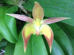 Image result for Bulbophyllum cochleatum