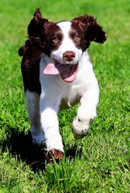 Maybe you would like to learn more about one of these? Does Your Neighbor S Dog Bark All Night Long Ohmyapartment Apartmentratings