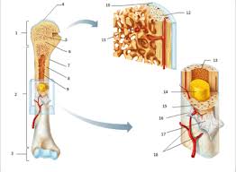 A long bone has a shaft and 2 ends. Long Bone Diagram Quizlet
