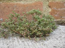 Image result for Polycarpon