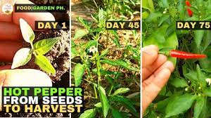 Our journey to home grown economic veggies :). How To Plant Red Hot Pepper Paano Magtanim Ng Siling Labuyo Foodgarden Ph Youtube