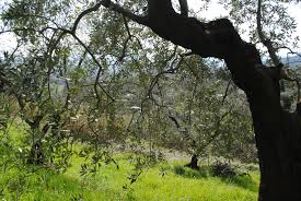 Maybe you would like to learn more about one of these? Pruning Our Tuscan Olive Trees Notes From A Tuscan Olive Grove