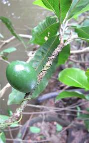 Image result for Pouteria