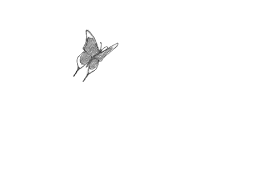Butterfly Gif 520 367 Butterfly Gif Aesthetic Gif Overlays