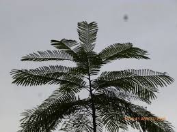 Image result for Parkia