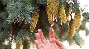 Baumharz Sammeln Darauf Solltest Du Achten In 2020 Harz Pflanzenteile Zierpflanzen