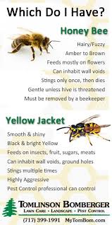 Essential Facts About Yellow Jackets Vs Honey Bees Bee Honey Bee Facts Yellow Jacket