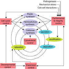 We did not find results for: Toward A Systems Approach To Understanding Plant Cell Walls Science