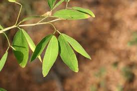 Image result for Pithecellobium