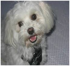 SLC Retirees Association