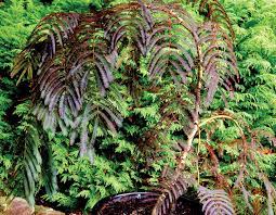 This variety is drought tolerant and can easily make a home for itself even in small landscapes. Chocolate Fountain Albizia Star Roses And Plants