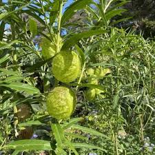 Image result for Gomphocarpus physocarpus
