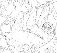 Sloth is the slowest mammal in the world. Sloth Free Printable Coloring Pages For Girls And Boys