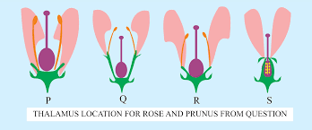 At the tip of the stem. Explain 3 Types Of Flowers Based On The Position Of Class 11 Biology Cbse