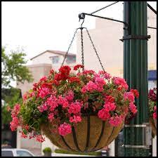 Shop.alwaysreview.com has been visited by 1m+ users in the past month Large Commercial English Garden Hanging Baskets Hanging Flower Baskets Hanging Flower Pots Hanging Plants
