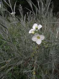 Image result for Gomphostigma