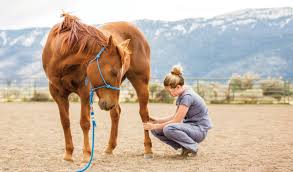 This is the perfect mobile for the. Top 10 Gift Ideas For Horse Lovers Best Shopping Guide