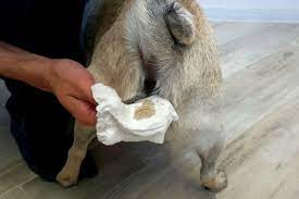 How To Express Your Dog S Anal Glands