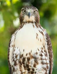 Birds Of Prey Cape Cod Red Tailed Hawk Steve Sachs Photography Raptors Bird Birds Of Prey Animals Beautiful