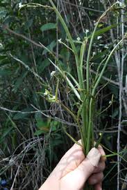 Image result for Caperonia fistulosa