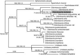 Image result for Odontosoria africana