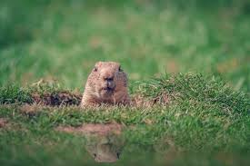 It derives from the pennsylvania dutch superstition that if a. Fun Facts About Why We Celebrate Groundhog Day Carolina Parent
