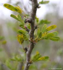 Image result for Acacia pentagona