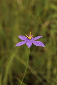 Image result for Iridaceae