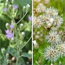 Image result for Vernonia cinerea