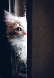 100 Gambar Kucing Lucu Imut Keren Cantik Galau