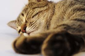 claw and nail disorders in cats