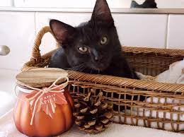 Is Pumpkin Safe For Pets Cat Adoption Team