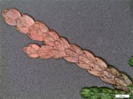 Image result for argyresthia thuiella thuja symptoms