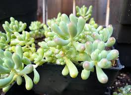 Image result for Senecio pachyrhizus