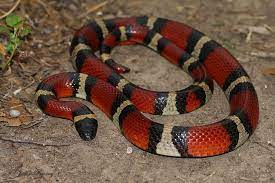 Mexican Milk Snake Lampropeltis Triangulum Annulata Milk Snake Animals Of The World Snake