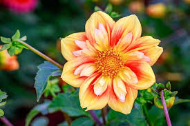 See over 192 anemone (flower) images on danbooru. Anemone And Collarette Dahlias
