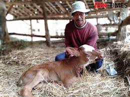 Penternak lembu & kambing bangsa johor's cover photo. Anak Sapi Terlahir Dengan 2 Mulut Dan 3 Mata Hebohkan Warga Bantul